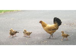 Wild hen & her babies in Haleiwa