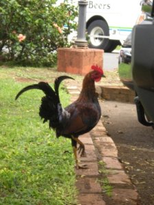 A gorgeous rooster in Haleiwa